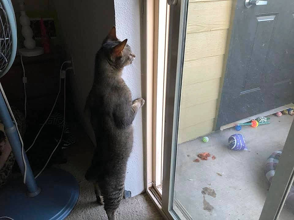 Fred is registered to the contest to win money with this photo: carnivore, cat, domestic_short_haired_cat, door, european_shorthair, felidae, floor, kitten, korat, polydactyl_cat, russian_blue, small_to_medium_sized_cats, tail, whiskers, window