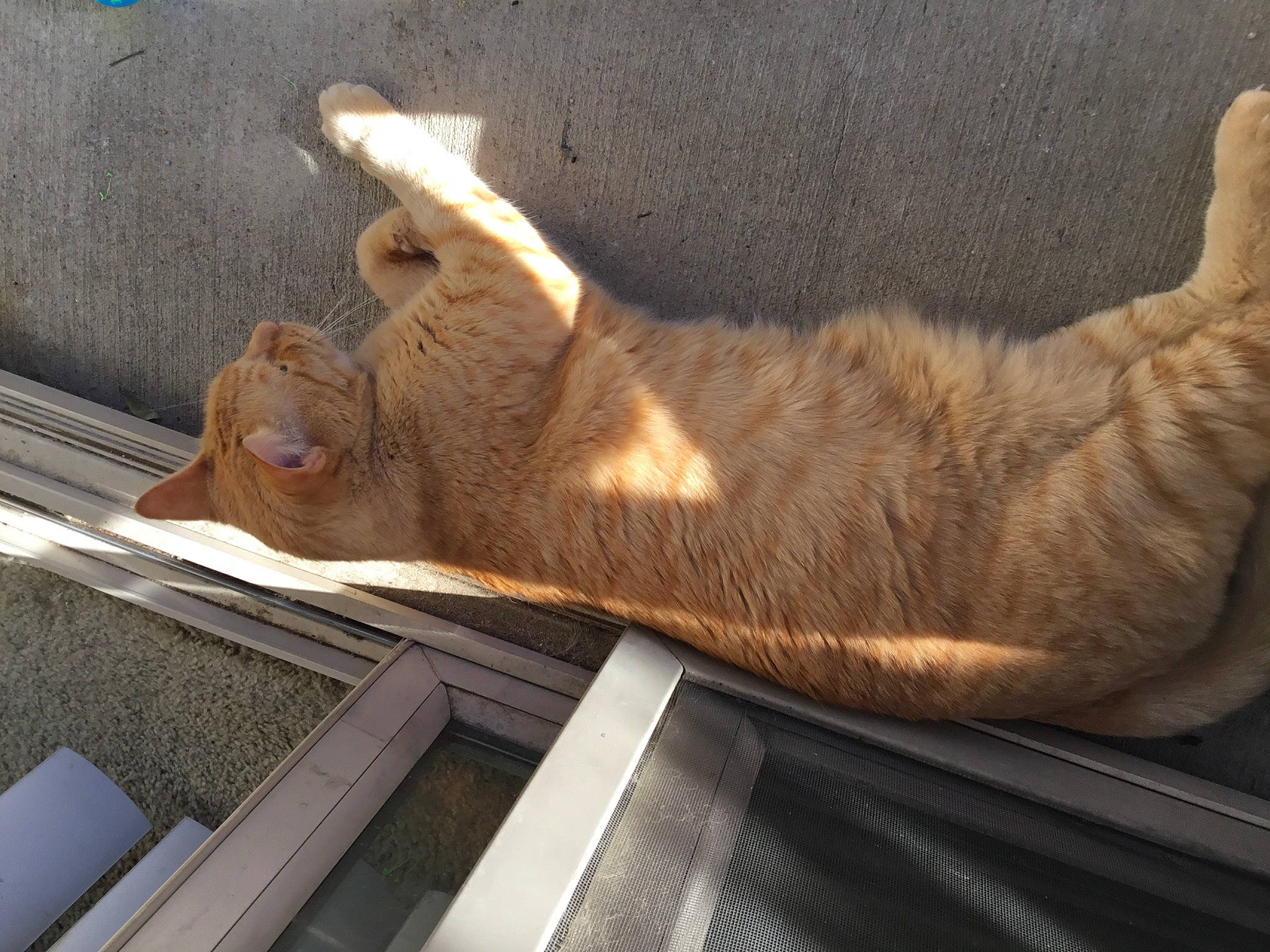 Sherbert joined the competition — help win amazing prizes! carnivore, cat, fawn, felidae, small_to_medium_sized_cats, snout, tail, whiskers