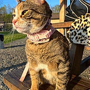 Excella joined the competition — help win amazing prizes! animal, bench, cat, closeup, collar, cute, daylight, feline, greenery, leash, leopard_print, outdoor, pet, pink, resting, side_view, sunlight, tabby, whiskers, wood