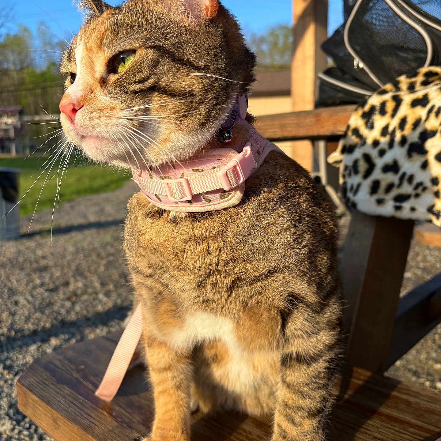 Excella joined the competition — help win amazing prizes! animal, bench, cat, closeup, collar, cute, daylight, feline, greenery, leash, leopard_print, outdoor, pet, pink, resting, side_view, sunlight, tabby, whiskers, wood
