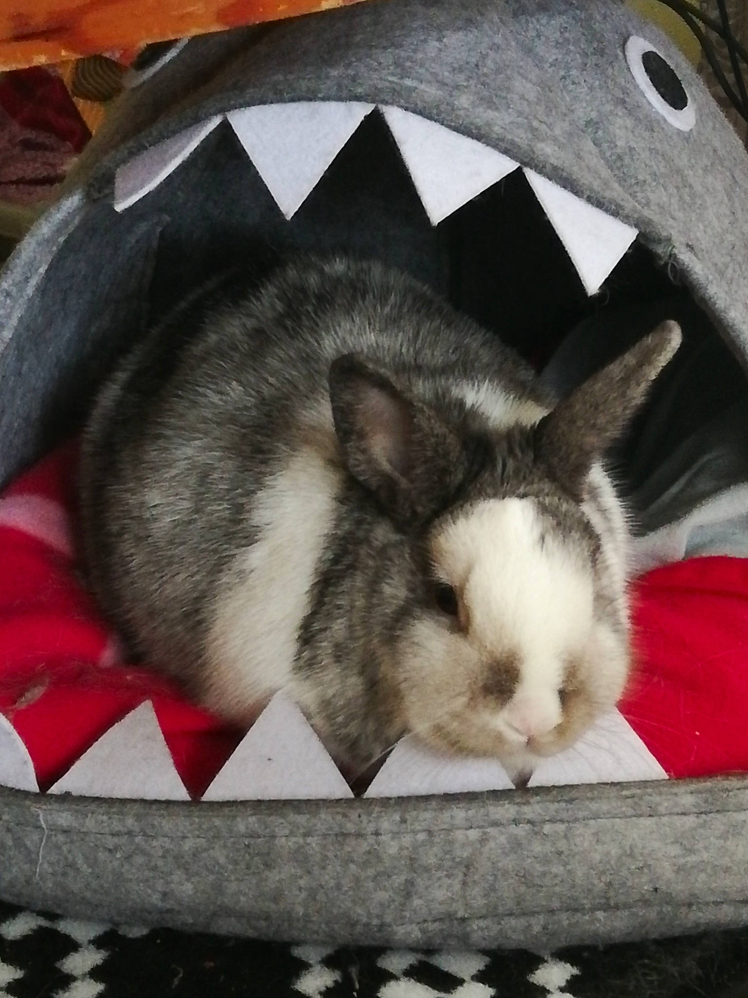 Betty participe au concours pour gagner de l'argent avec cette photo : domestic_rabbit, ear, mammal, rabbit, rabbits_and_hares, snout, whiskers