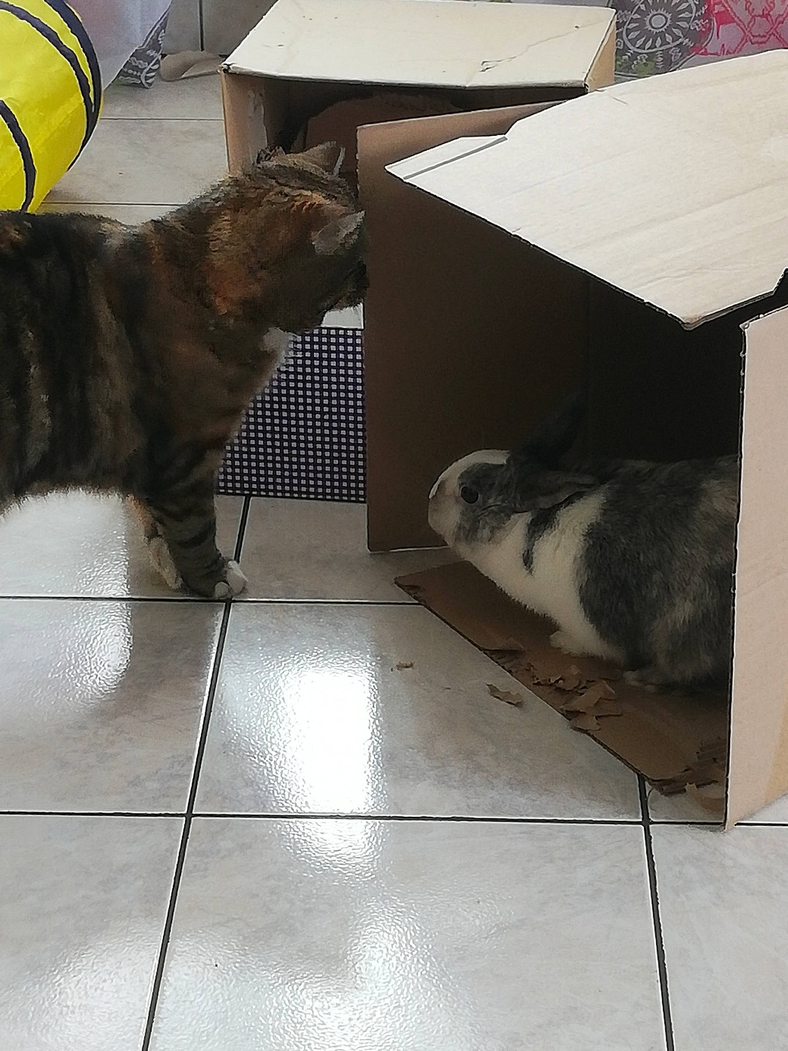 Betty a rejoint le concours — aidez-le/la à gagner de superbes lots ! box, canidae, carnivore, cat, dog_breed, european_shorthair, felidae, floor, flooring, small_to_medium_sized_cats, sporting_group, tail, tile, whiskers