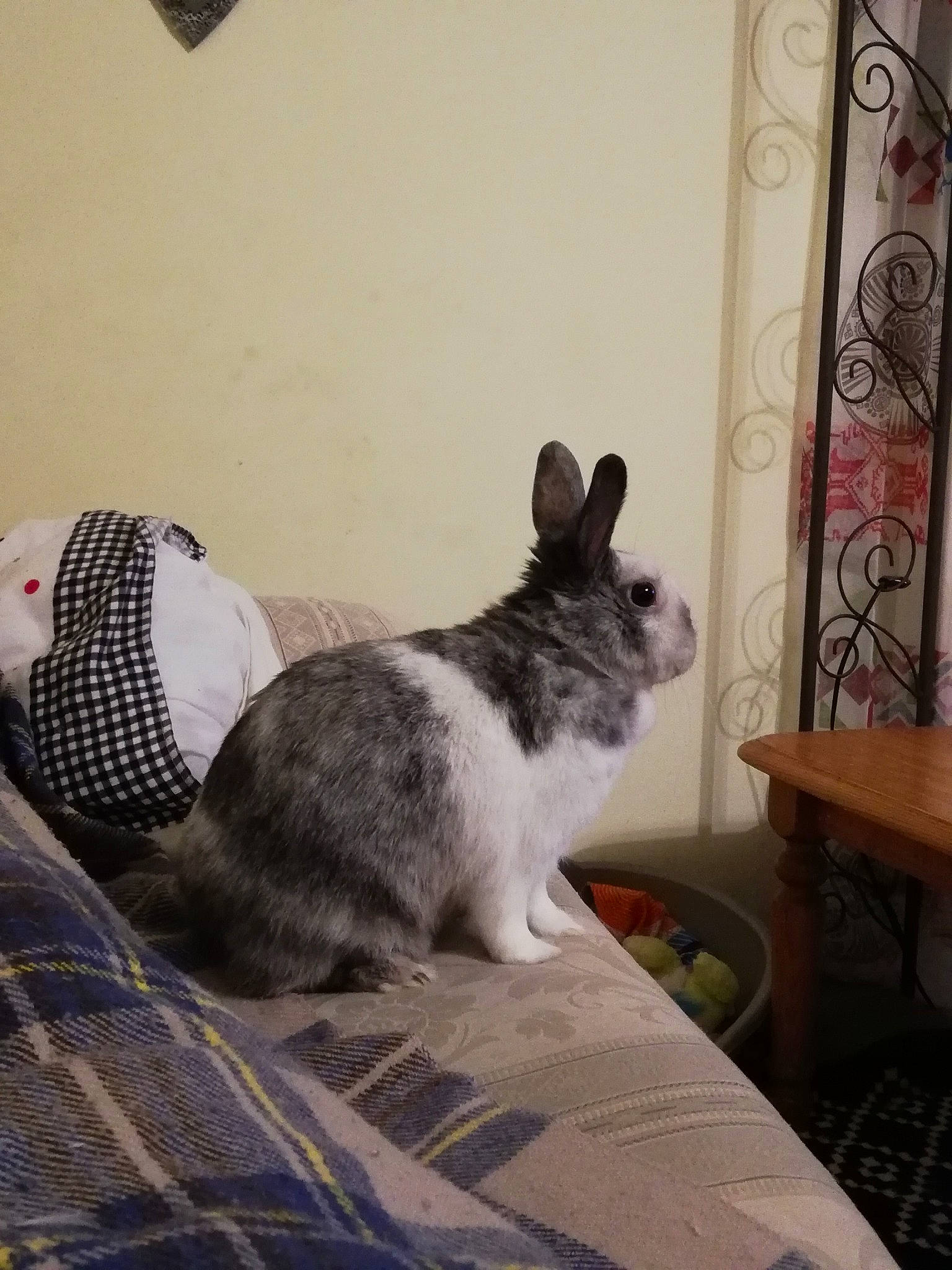 Betty a rejoint le concours — aidez-le/la à gagner de superbes lots ! chinchilla, domestic_rabbit, fawn, hare, mammal, rabbit, rabbits_and_hares, whiskers