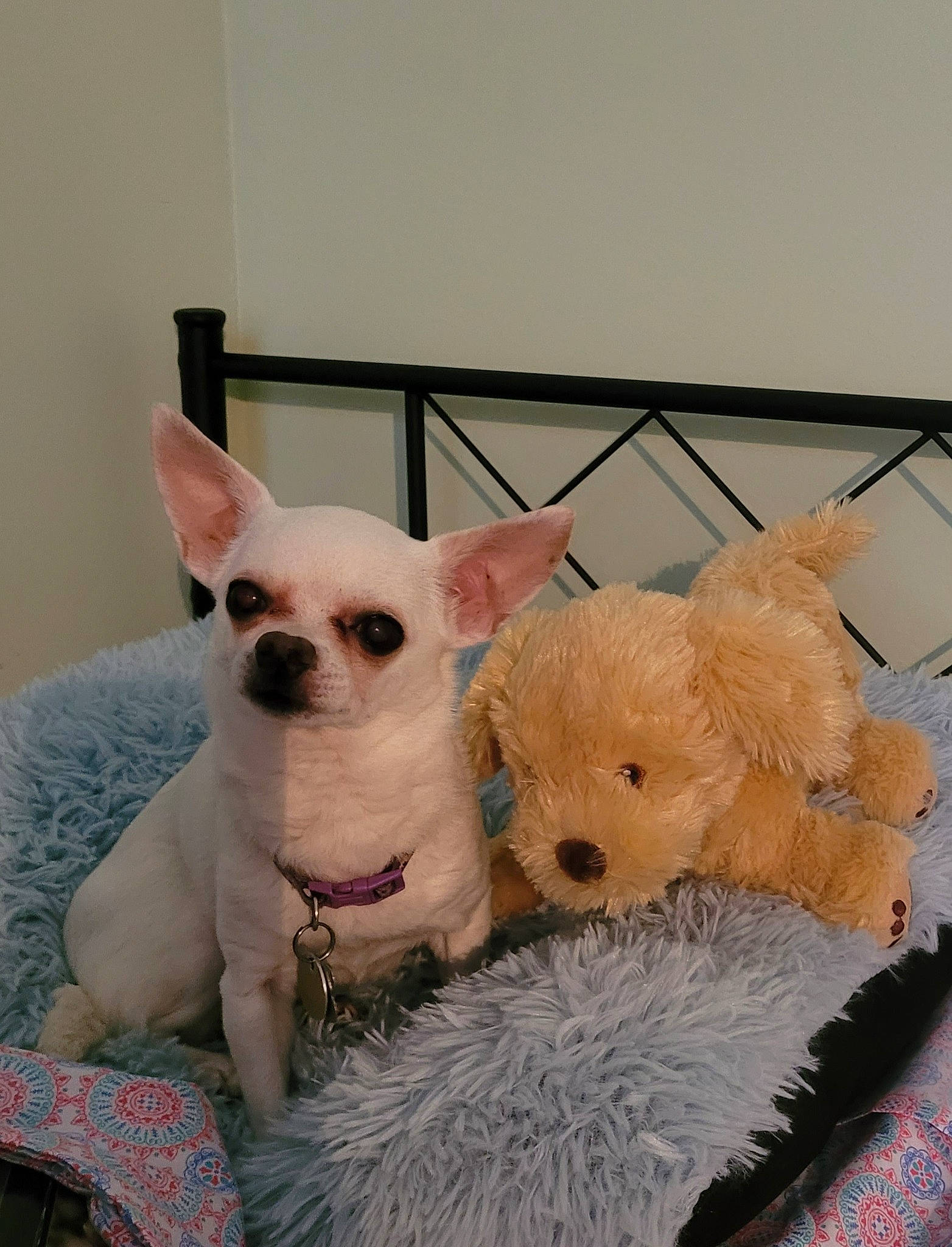 Dora is registered to the contest to win money with this photo: canidae, carnivore, chihuahua, companion_dog, corgi_chihuahua, dog, dog_breed, dog_supply, ear, fawn, fur, non_sporting_group, pet_supply, snout, terrestrial_animal, toy, toy_dog, whiskers, working_animal