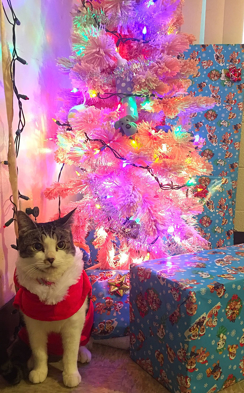 Melody is registered to the contest to win money with this photo: blue, carnivore, cat, christmas_decoration, christmas_ornament, christmas_tree, decoration, felidae, green, light, magenta, ornament, pink, plant, purple, red, small_to_medium_sized_cats, tree, whiskers, window