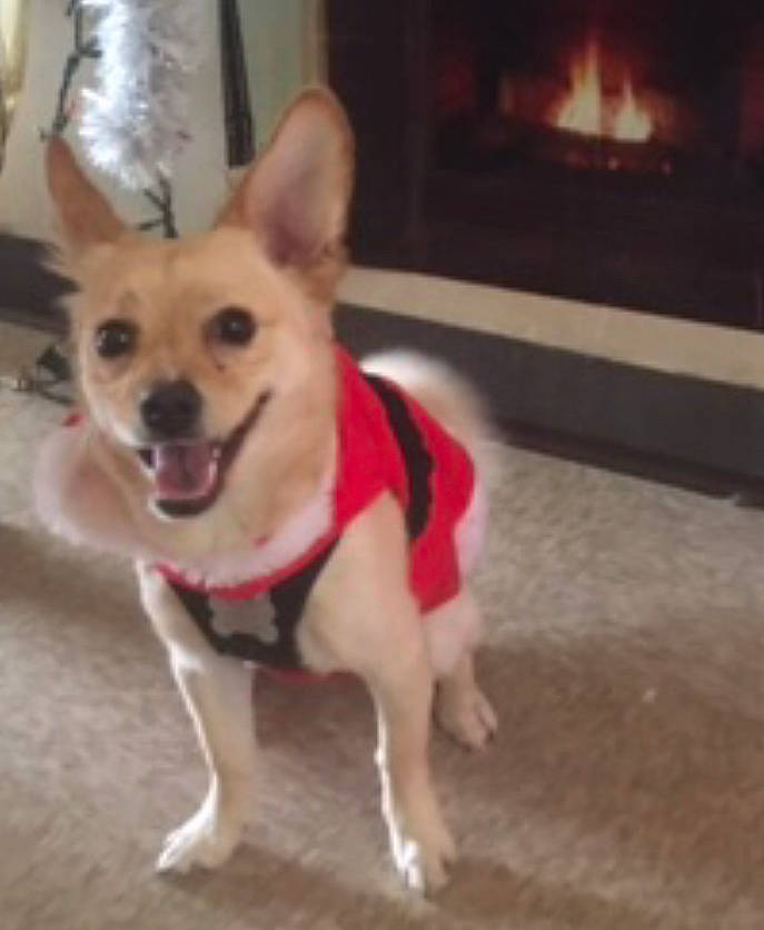 Lito is registered to the contest to win money with this photo: carnivore, collar, companion_dog, dog, dog_breed, dog_clothes, dog_collar, dog_supply, fawn, fireplace, flooring, gas, heat, leash, paw, pet_supply, snout, tail, whiskers, wood_burning_stove