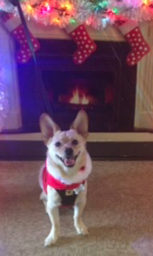 Lito joined the competition — help win amazing prizes! canidae, carnivore, collar, companion_dog, dog, dog_breed, dog_supply, event, fashion_accessory, fawn, flooring, fur, party_hat, paw, pet_supply, snout, sporting_group, tail, toy_dog, whiskers