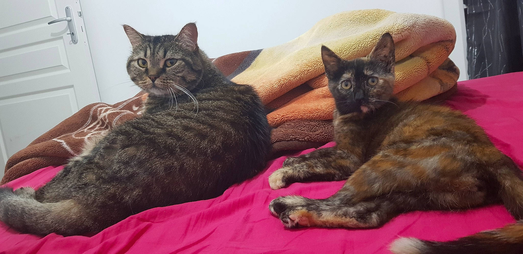 Zelda participe au concours pour gagner de l'argent avec cette photo : arabian_mau, asian, australian_mist, california_spangled, carnivore, cat, domestic_short_haired_cat, dragon_li, european_shorthair, felidae, german_rex, kitten, mammal, oriental_longhair, pixie_bob, small_to_medium_sized_cats, tabby_cat, vertebrate, whiskers