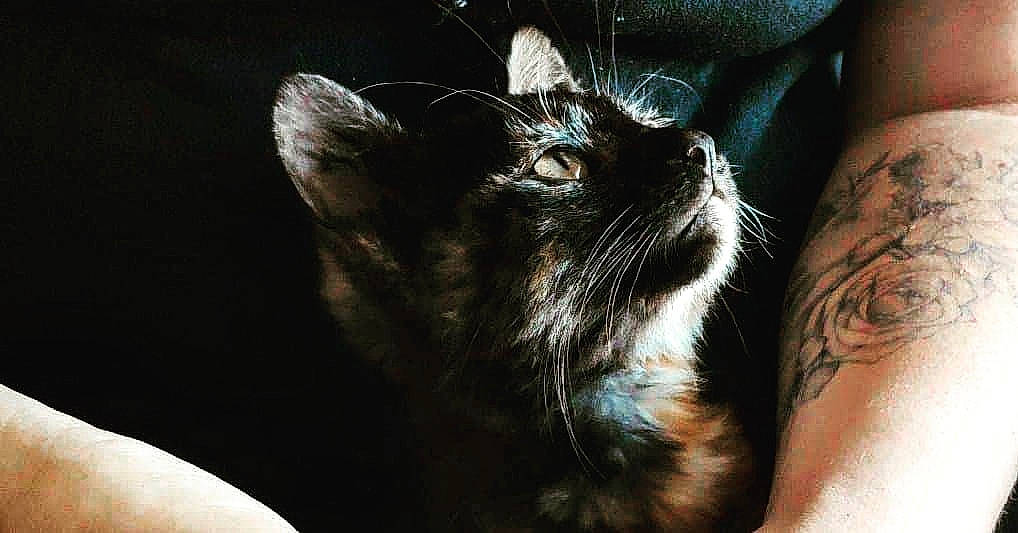 Zelda a rejoint le concours — aidez-le/la à gagner de superbes lots ! asian, black_cat, carnivore, cat, claw, domestic_short_haired_cat, ear, european_shorthair, eye, felidae, fur, hand, kitten, norwegian_forest_cat, nose, small_to_medium_sized_cats, snout, whiskers