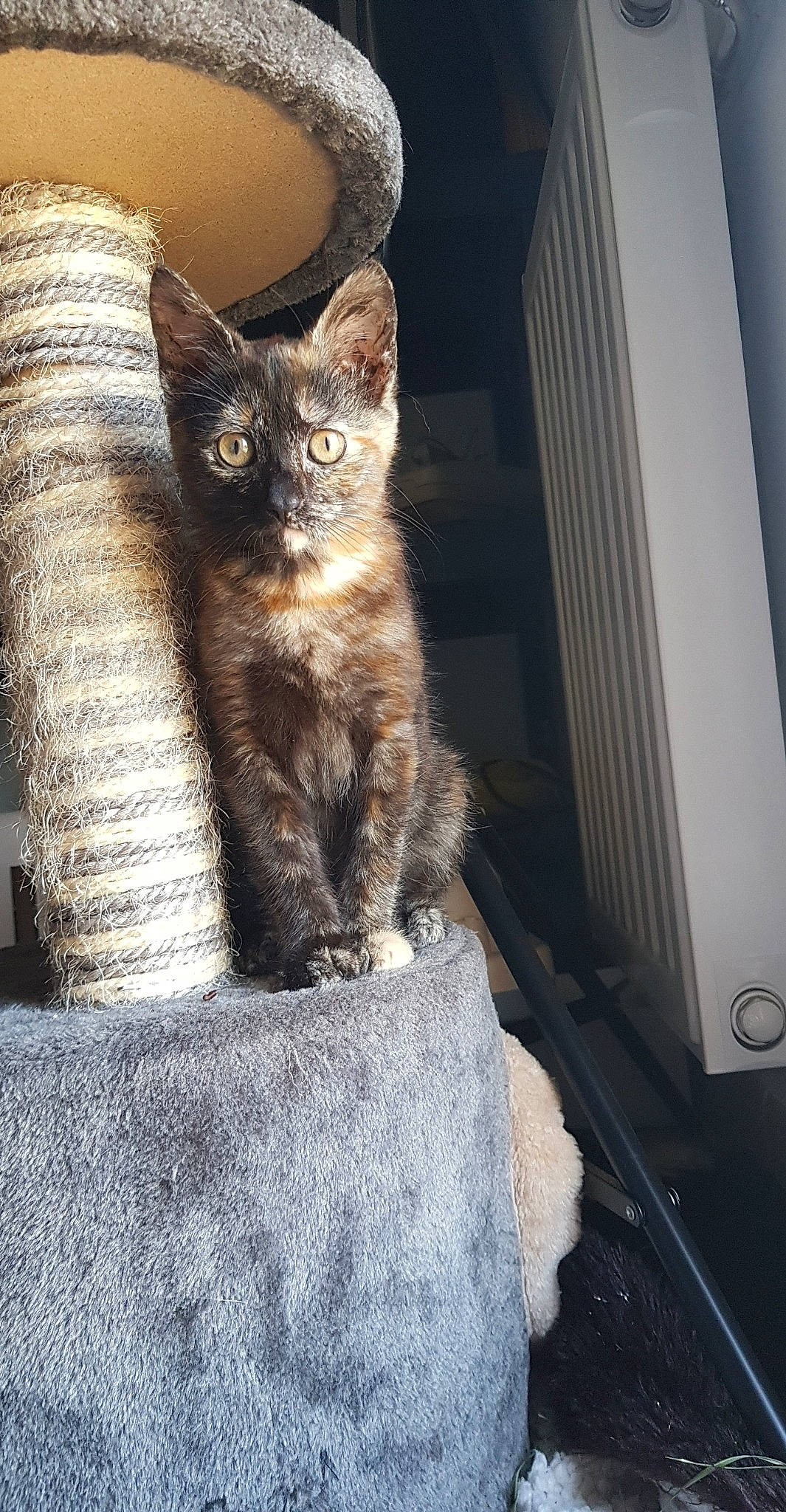 Zelda participe au concours pour gagner de l'argent avec cette photo : asian, carnivore, cat, domestic_short_haired_cat, dragon_li, european_shorthair, fawn, felidae, fur, german_rex, kitten, mammal, ojos_azules, polydactyl_cat, small_to_medium_sized_cats, tabby_cat, tail, whiskers