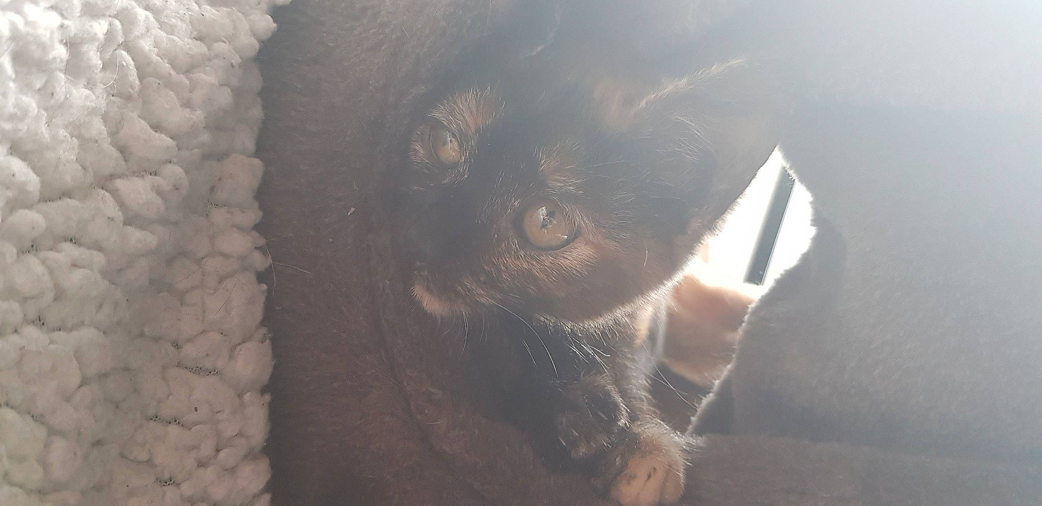 Zelda participe au concours pour gagner de l'argent avec cette photo : nose, snout