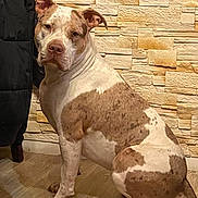 Dragon a rejoint le concours — aidez-le/la à gagner de superbes lots ! adult, animal, architecture, building, bulldog, canine, dog, indoors, interiordesign, male, man, person, pet, pitbull, rock, slate, snout, stonewall, wall, wood