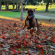 Oso is registered to the contest to win money with this photo: dog, autumn, leaves, park, grass, trees, sunlight, outdoor, playful, running, happy, brown_dog, nature, fall, canine, motion, daylight, animal, leaf_litter, energetic