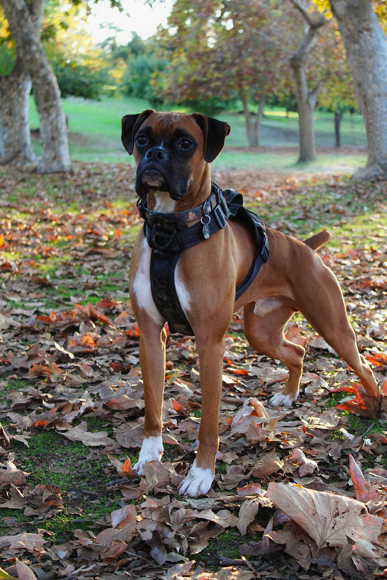Oso joined the competition — help win amazing prizes! dog, boxer, autumn, leaves, park, outdoor, animal, pet, brown_dog, harness, nature, tree, fall, canine, standing, grass, daylight, mammal, alert, vibrant