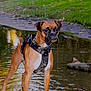Oso is registered to the contest to win money with this photo: dog, boxer, water, drool, outdoor, grass, leaves, animal, pet, nature, shallow_water, reflection, brown, black, white, collar, harness, canine, park, muddy