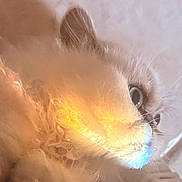 Miku is registered to the contest to win money with this photo: animal, cat, close_up, colorful_light, curious, cute, eyes, face, feline, fluffy, fur, indoor, light_reflection, muzzle, nose, pet, portrait, soft_texture, warm_light, whiskers