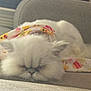 cat, white_cat, fluffy, grumpy_face, lying_down, couch, indoor, soft_light, colorful_cloth, animal, pet, relaxed, close_up, feline, cute, domestic_animal, resting, cozy, home, fur