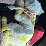 Miku joined the competition — help win amazing prizes! dog, fluffy, white, bandana, yellow_dye, tail, person, lap, knitted_sweater, pants, burgundy, indoor, pet, resting, fur, hand, cozy, colorful, animal, cute