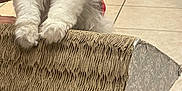 Miku joined the competition — help win amazing prizes! puppy, dog, black_and_white, fluffy, collar, paws, cardboard_scratcher, indoor, tile_floor, furniture, home, pet, cute, animal, young_dog, close_up, white_fur, black_fur, red_collar, resting