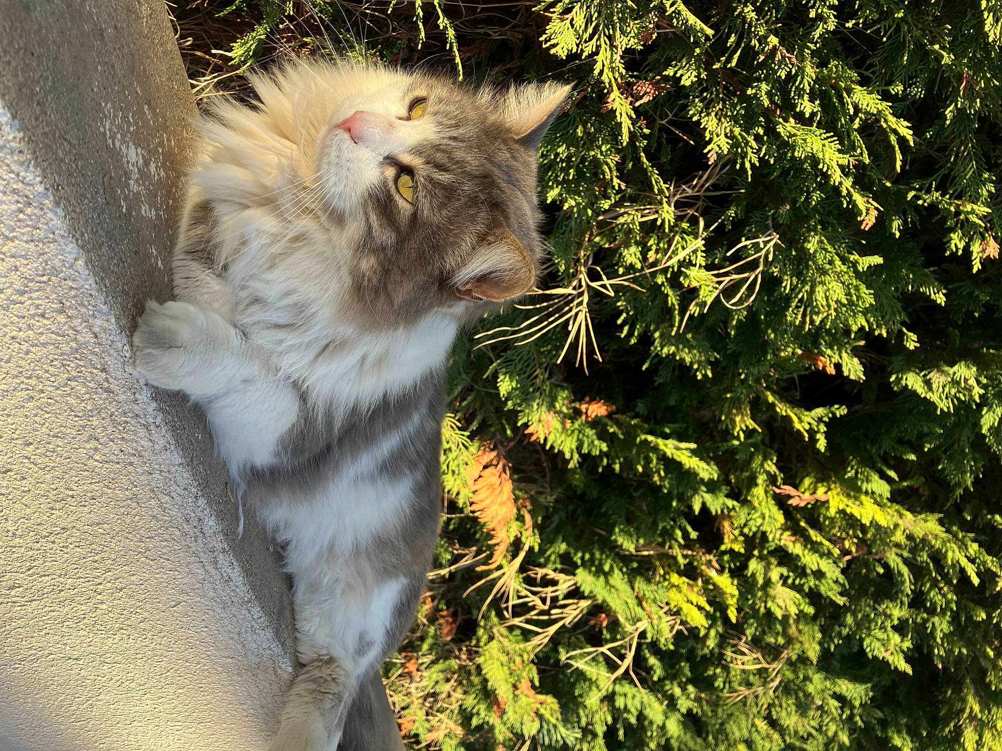 Tchoupi participe au concours pour gagner de l'argent avec cette photo : big_cats, canidae, carnivore, cat, fawn, felidae, fur, grass, plant, small_to_medium_sized_cats, snout, tail, terrestrial_animal, tree, trunk, twig, whiskers, wildlife, wood