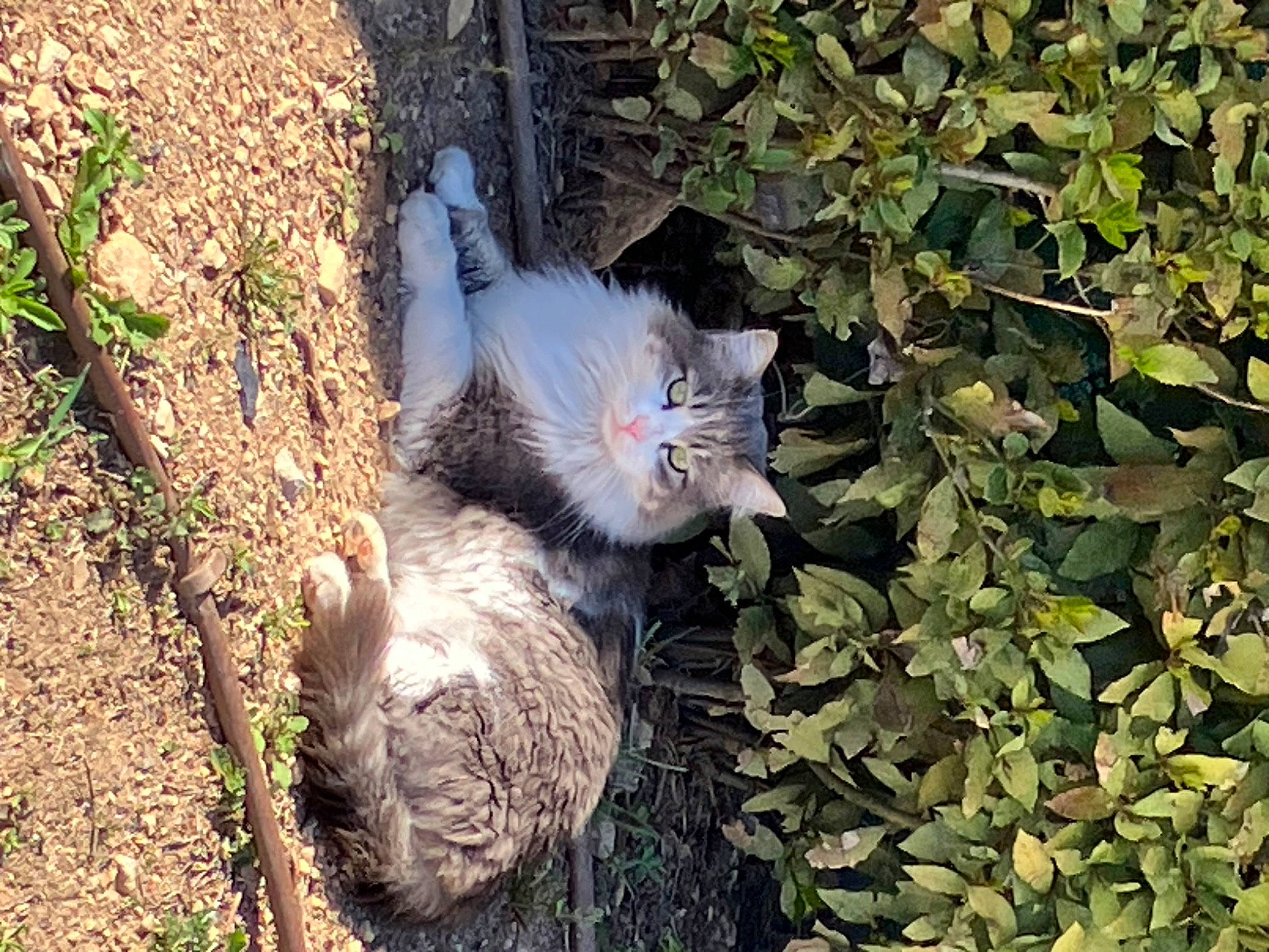Tchoupi participe au concours pour gagner de l'argent avec cette photo : annual_plant, carnivore, cat, domestic_short_haired_cat, fawn, felidae, fur, grass, groundcover, paw, plant, small_to_medium_sized_cats, soil, tail, terrestrial_animal, tree, trunk, twig, whiskers, wood