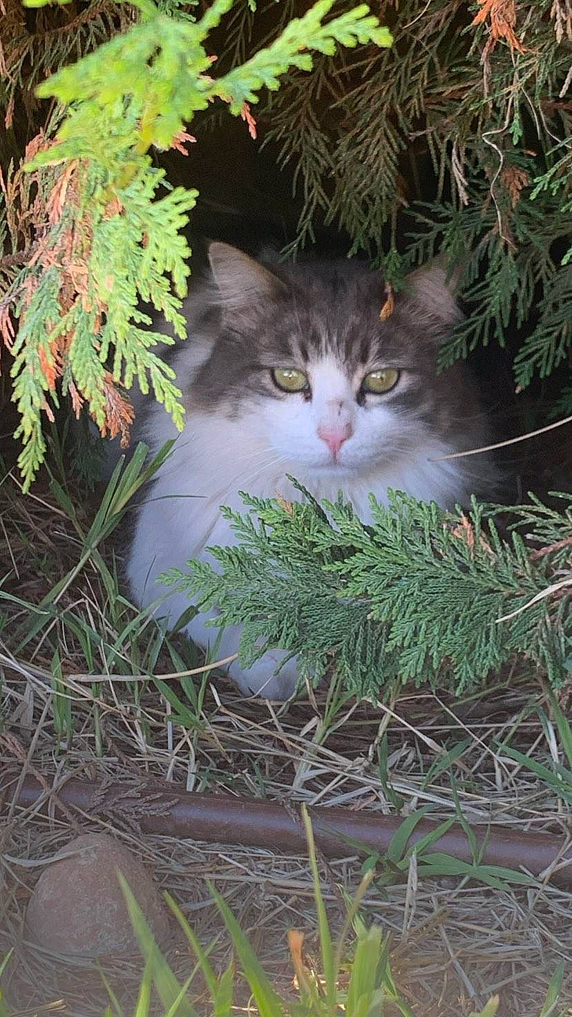 Tchoupi participe au concours pour gagner de l'argent avec cette photo : branch, carnivore, cat, christmas_ornament, conifer, domestic_short_haired_cat, felidae, fur, grass, larch, leaf, plant, small_to_medium_sized_cats, snout, tail, tree, twig, whiskers, window, wood