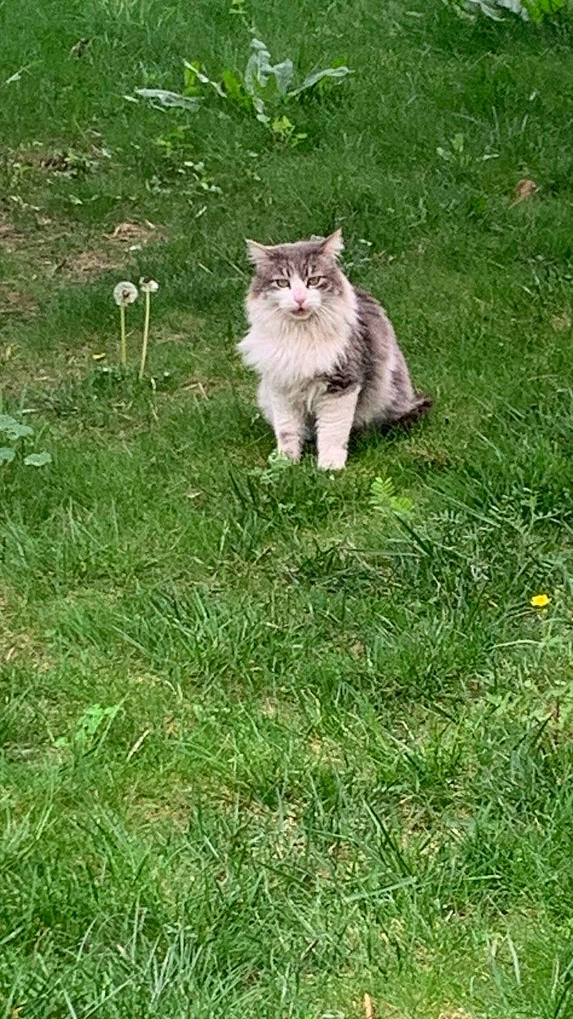 Tchoupi a rejoint le concours — aidez-le/la à gagner de superbes lots ! british_longhair, canidae, carnivore, cat, domestic_short_haired_cat, fawn, felidae, fur, grass, grass_family, grassland, groundcover, lawn, pasture, plant, small_to_medium_sized_cats, snout, tail, terrestrial_animal, whiskers