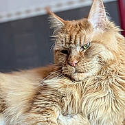 Chat a rejoint le concours — aidez-le/la à gagner de superbes lots ! cat, ginger_cat, fluffy, long_hair, indoor, relaxed, green_eyes, close_up, pet, feline, animal, laying_down, wooden_floor, whiskers, ears, fur, cute, mammal, portrait, resting