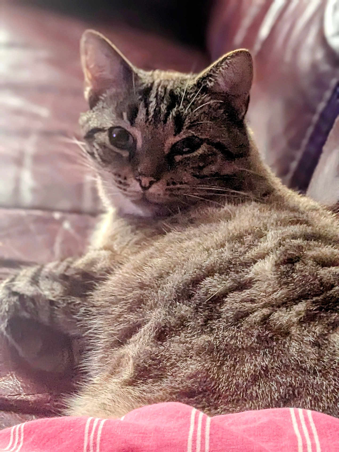 Chat participe au concours pour gagner de l'argent avec cette photo : cat, tabby_cat, feline, pet, animal, fur, whiskers, ears, relaxed, indoor, couch, leather, striped, closeup, sleepy, domestic_animal, resting, soft_light, mammal, companion_animal