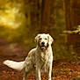 dog, golden_retriever, animal, pet, forest, nature, autumn, leaves, path, outdoor, canine, happy, fur, standing, mammal, smiling, tree, background_blur, daylight, wildlife