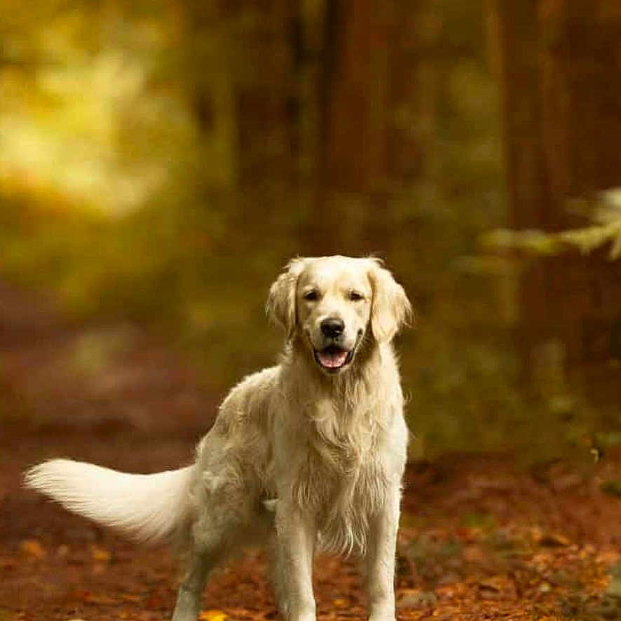Uzco participe au concours pour gagner de l'argent avec cette photo : animal, autumn, background_blur, canine, daylight, dog, forest, fur, golden_retriever, happy, leaves, mammal, nature, outdoor, path, pet, smiling, standing, tree, wildlife