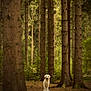 Uzco a rejoint le concours — aidez-le/la à gagner de superbes lots ! dog, golden_retriever, forest, trees, nature, outdoor, animal, canine, woodland, peaceful, greenery, wildlife, tree_trunks, nature_walk, earth_tones, solitude, pets, standing, daylight, scenic