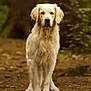 dog, golden_retriever, animal, forest, outdoor, nature, canine, mammal, standing, pet, fur, brown, trees, wildlife, quiet, calm, portrait, ground, daylight, leaf