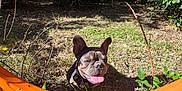 Vanille participe au concours pour gagner de l'argent avec cette photo : dog, french_bulldog, outdoor, sunny, grass, greenery, orange_barrier, tongue_out, pet, animal, nature, leafy_bushes, daylight, playful, happy, ears_up, canine, sunshine, blue_sky, park