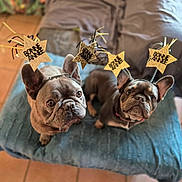 Vanille a rejoint le concours — aidez-le/la à gagner de superbes lots ! dog, french_bulldog, pet, animal, indoor, blanket, bench, headband, star, celebration, new_year, cute, brown, ears, face, looking_up, floor, tile, cozy, fur