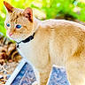 alert, animal, blue_eyes, blurred_background, cat, closeup, collar, cream_fur, curious, domestic_cat, feline, fur, greenery, nature, outdoor, pet, portrait, star_charm, sunlight, whiskers