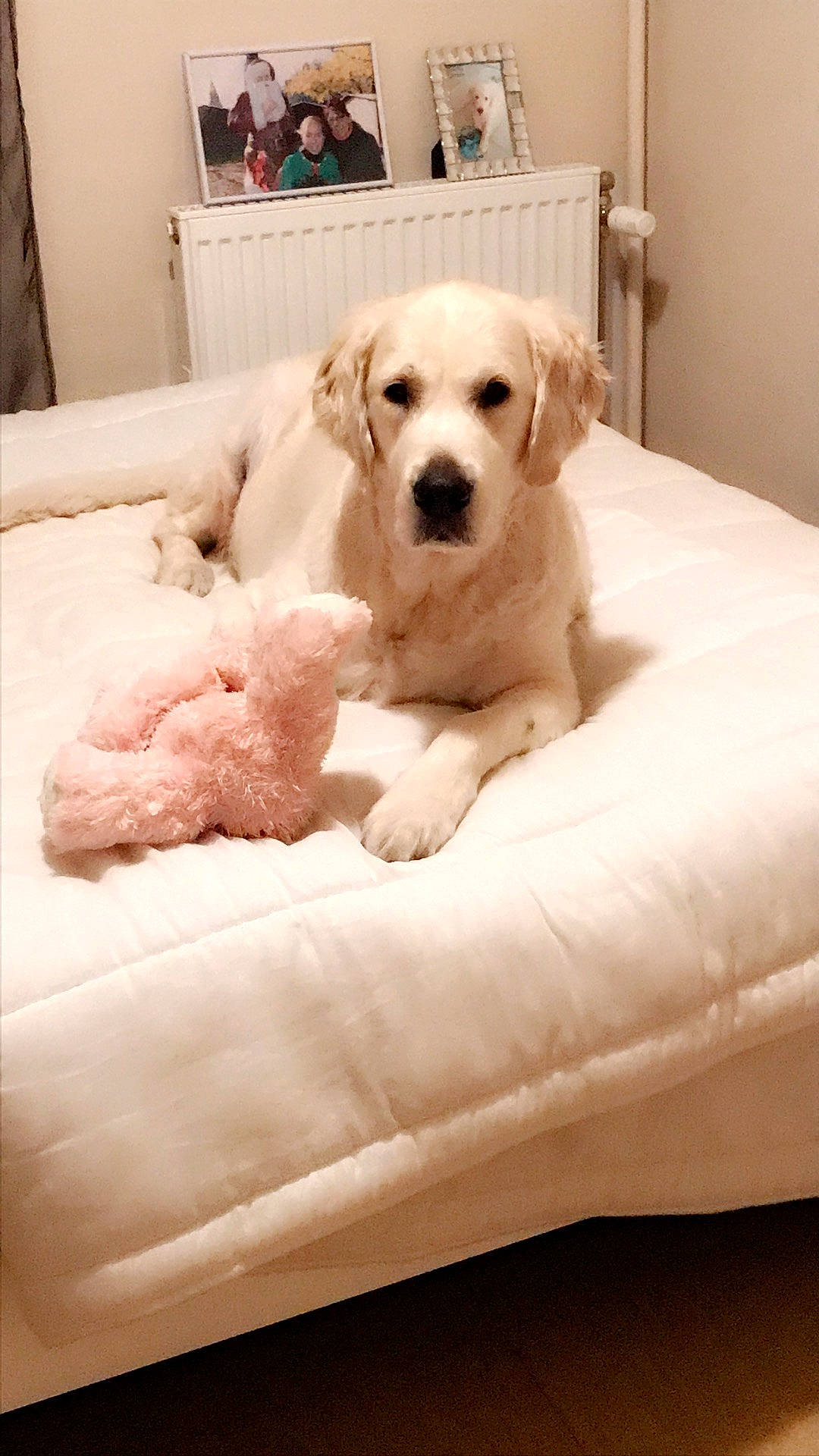 Roucky a rejoint le concours — aidez-le/la à gagner de superbes lots ! akbash_dog, bed, canidae, carnivore, companion_dog, dog, dog_bed, dog_breed, fur, furniture, golden_retriever, labrador_retriever, mammal, puppy, puppy_love, rare_breed_dog, retriever, sporting_group, vertebrate