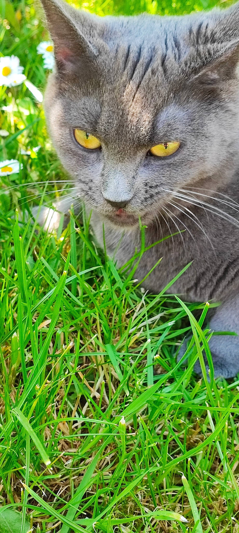 Sàga participe au concours pour gagner de l'argent avec cette photo : carnivore, cat, domestic_short_haired_cat, felidae, fur, grass, grass_family, grassland, green, groundcover, hierochloe, plant, russian_blue, small_to_medium_sized_cats, snout, tail, terrestrial_animal, whiskers, wildlife