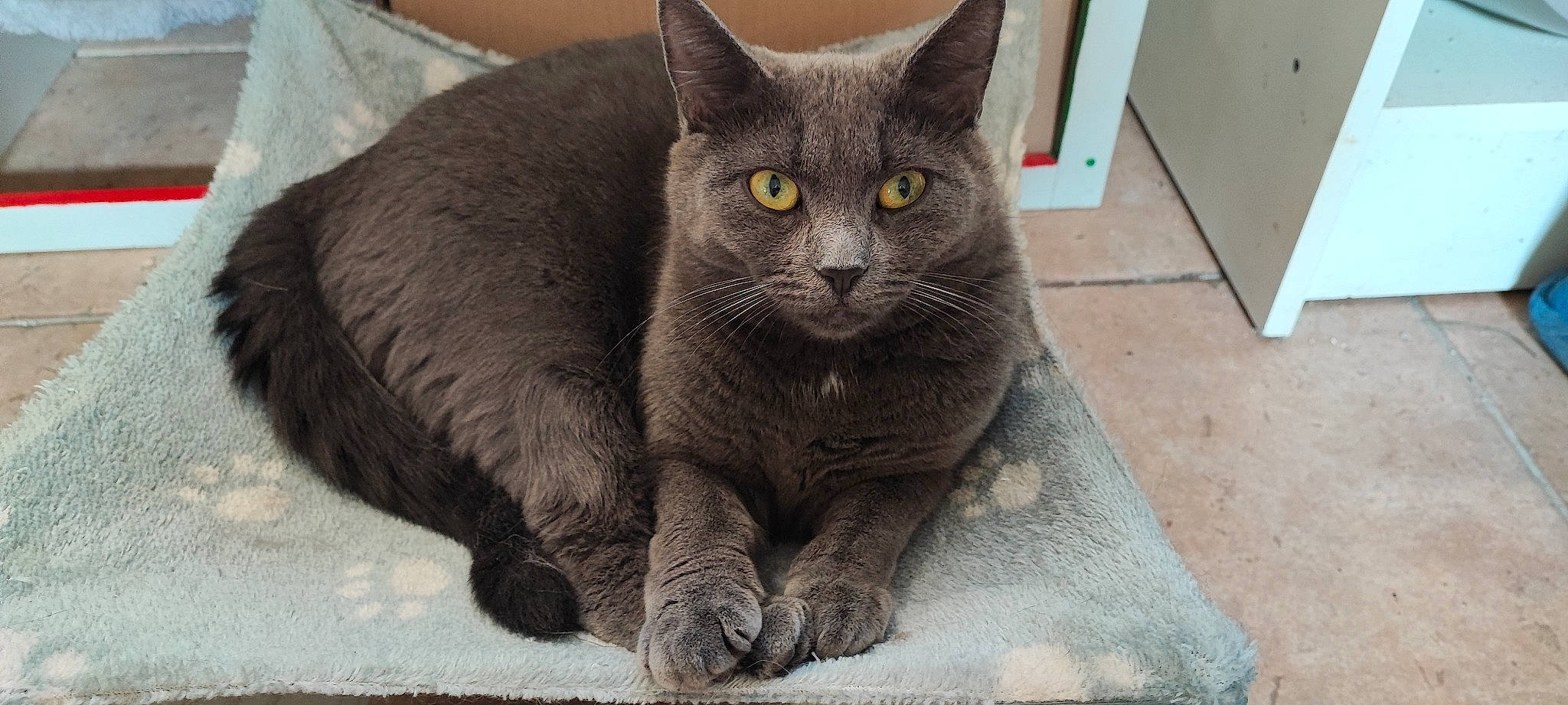 Sàga participe au concours pour gagner de l'argent avec cette photo : carnivore, cat, domestic_short_haired_cat, eye, felidae, fur, grey, russian_blue, sitting, small_to_medium_sized_cats, snout, terrestrial_animal, whiskers