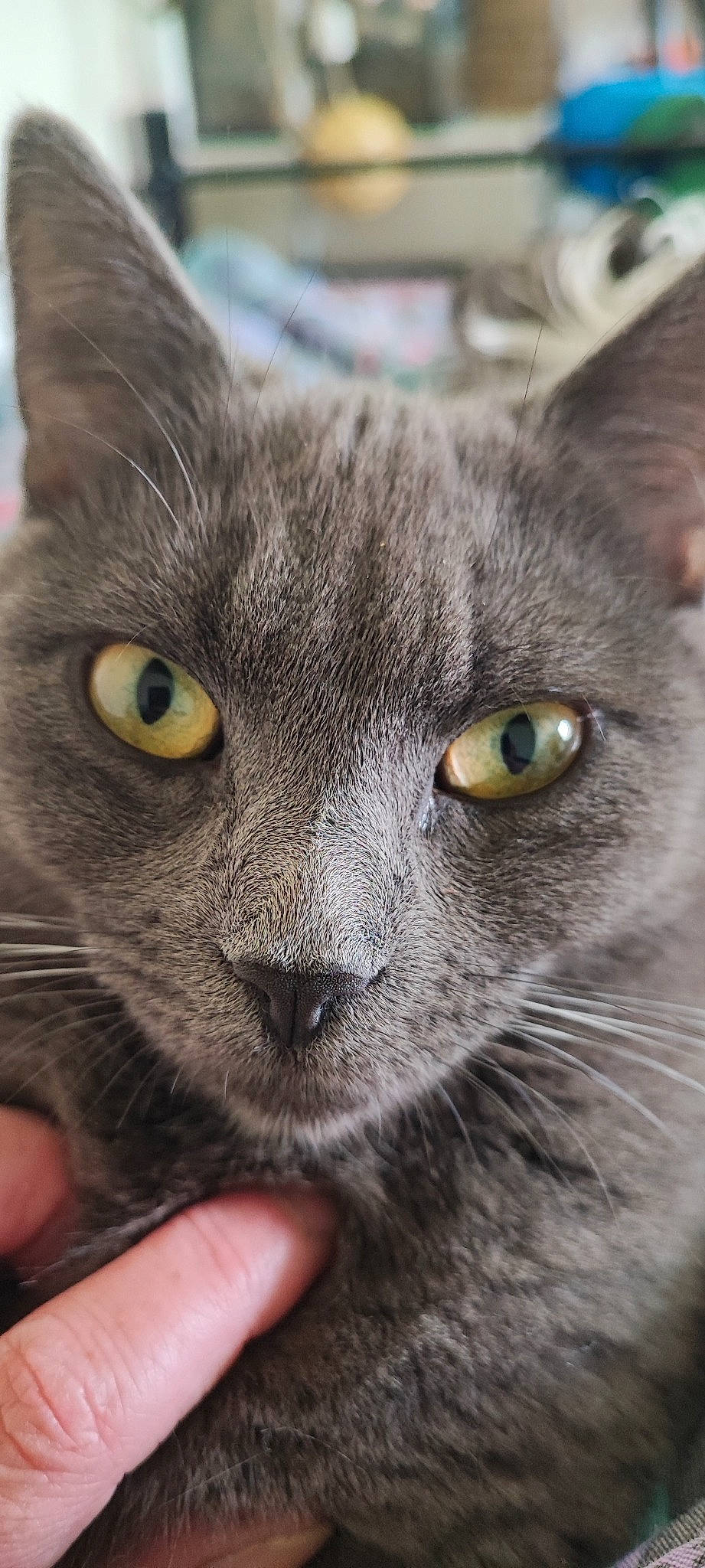 Sàga a rejoint le concours — aidez-le/la à gagner de superbes lots ! carnivore, cat, close_up, domestic_short_haired_cat, ear, eye, felidae, fur, iris, mammal, photography, russian_blue, small_to_medium_sized_cats, snout, terrestrial_animal, whiskers