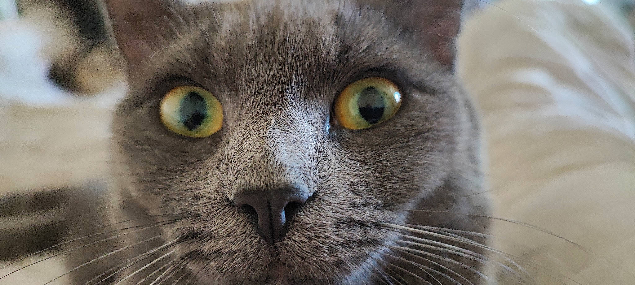 Sàga a rejoint le concours — aidez-le/la à gagner de superbes lots ! carnivore, cat, close_up, domestic_short_haired_cat, electric_blue, felidae, fur, grey, head, iris, photography, russian_blue, small_to_medium_sized_cats, snout, terrestrial_animal, whiskers, wildlife