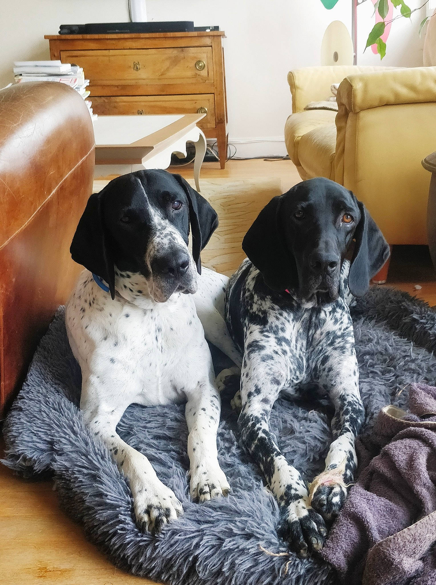 Penny Blue Et Merlin