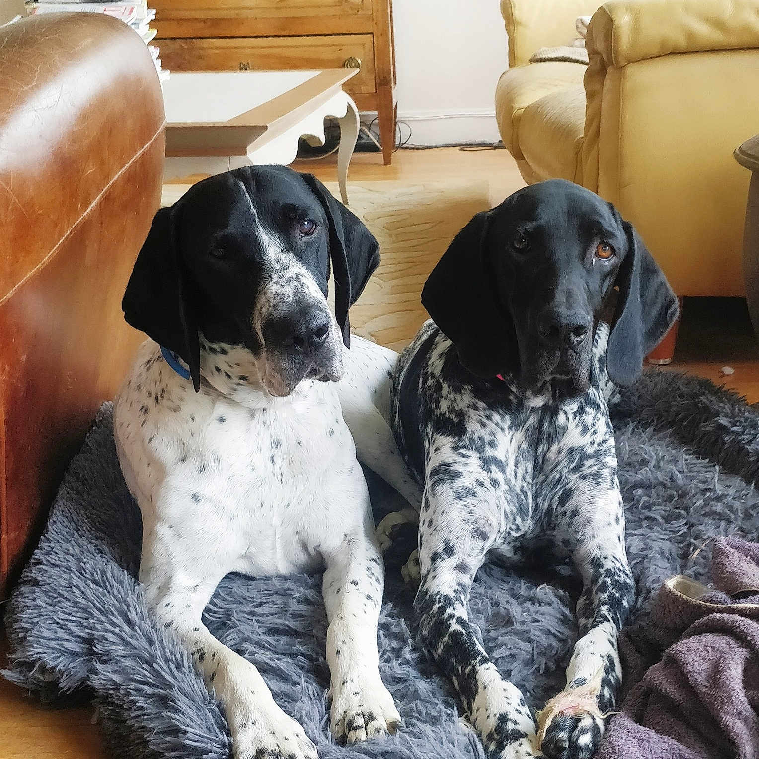 Penny Blue Et Merlin