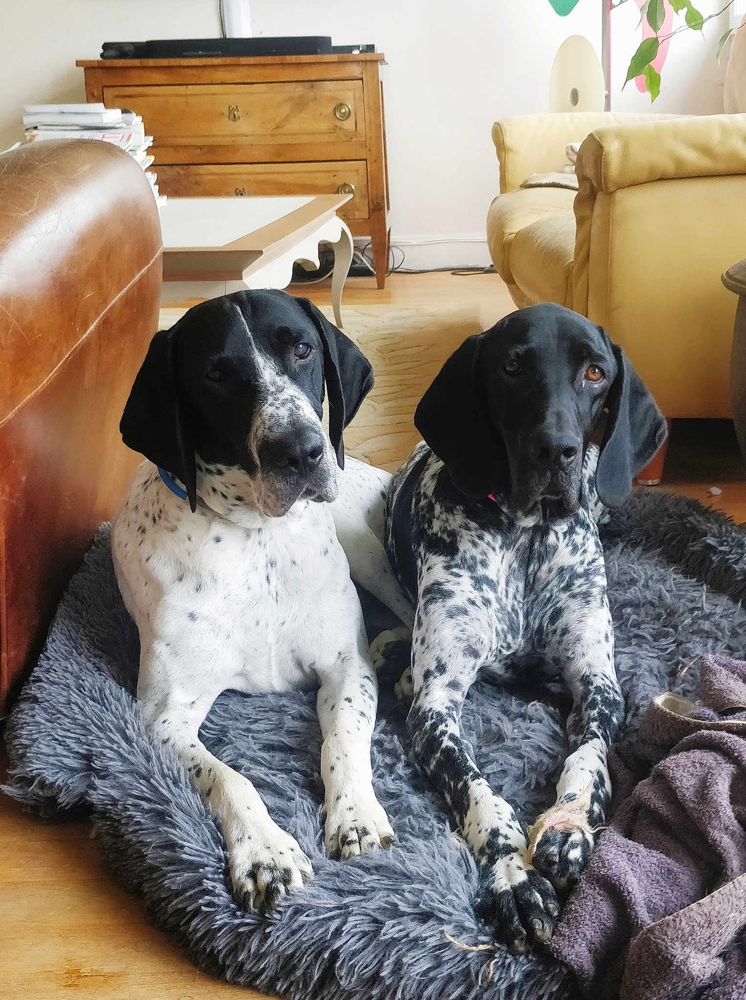 Penny Blue Et Merlin