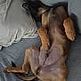 animal, brown, canine, comfortable, couch, cozy, dog, domestic, fur, furniture, home, indoors, laying, nap, paw, pet, pillow, relaxed, resting, sleeping