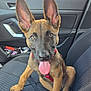 animal, black_nose, brown_fur, car, car_seat, companion, curious, cute, dog, domestic_animal, ears, interior, pet, puppy, red_harness, seat_belt, sitting, tongue_out, window, young
