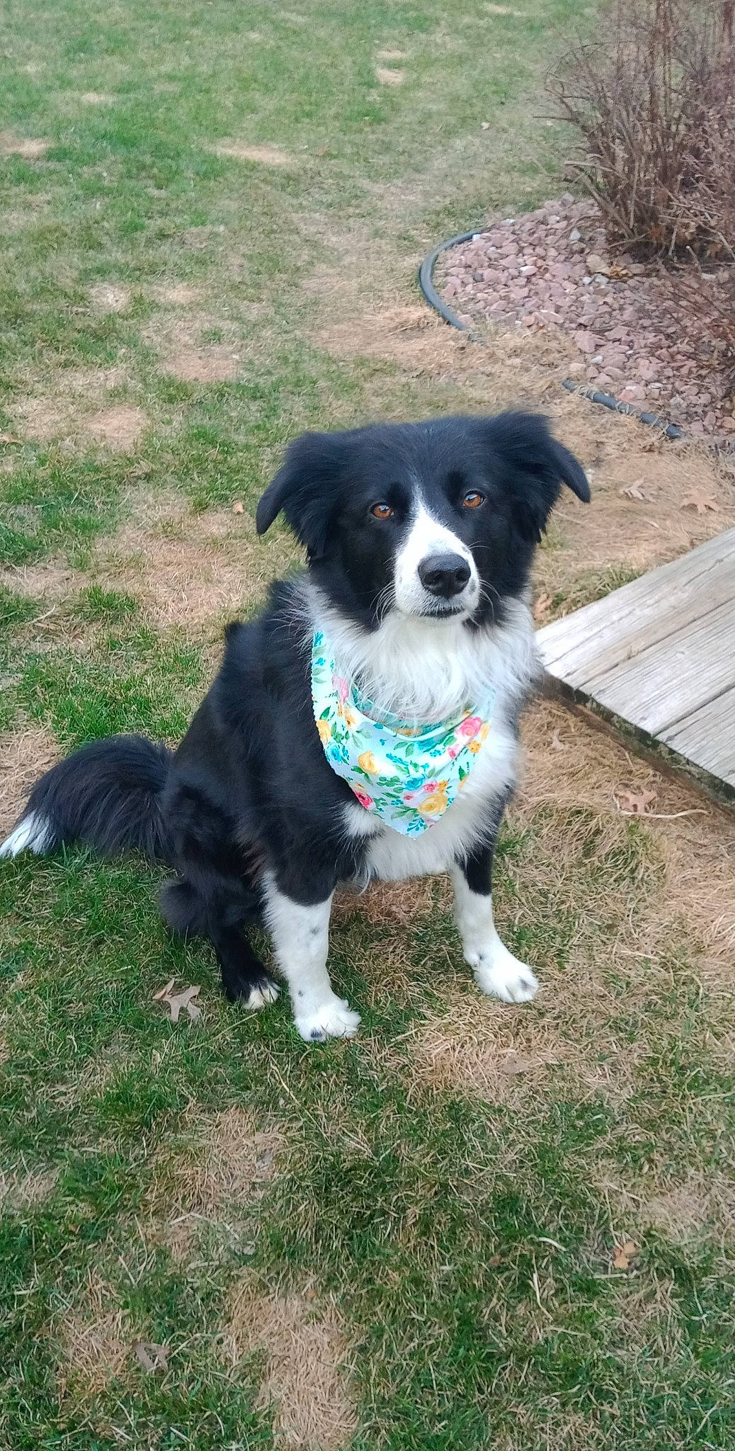 Lassie is registered to the contest to win money with this photo: borador, canidae, carnivore, collar, companion_dog, dog, dog_breed, dog_collar, dog_supply, electric_blue, grass, herding_dog, plant, puppy, snout, sporting_group, tail, whiskers, working_animal, working_dog