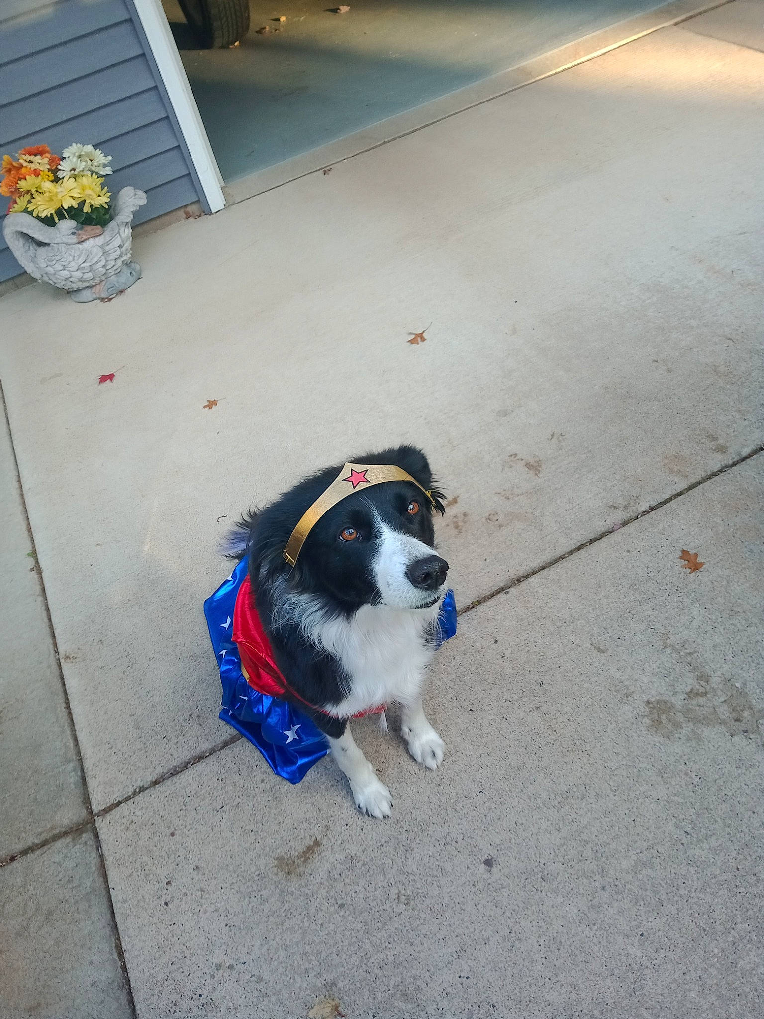 Lassie is registered to the contest to win money with this photo: asphalt, canidae, carnivore, collar, companion_dog, concrete, dog, dog_breed, electric_blue, floor, flooring, flowerpot, leash, pet_supply, road_surface, shadow, sidewalk, snout, sporting_group, tail