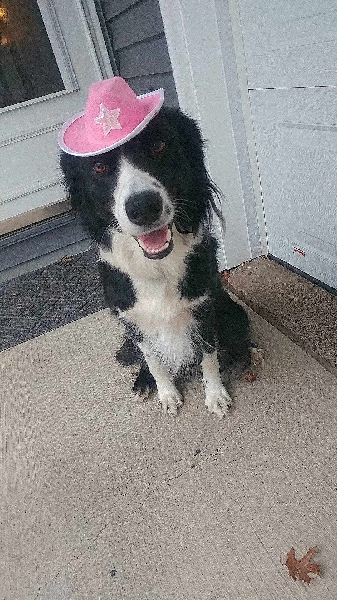 Lassie joined the competition — help win amazing prizes! border_collie, canidae, carnivore, collar, companion_dog, dog, dog_breed, dog_collar, door, fang, flooring, fur, herding_dog, paw, snout, sporting_group, tail, whiskers, window, working_dog