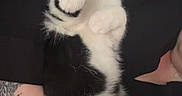 Azraël a rejoint le concours — aidez-le/la à gagner de superbes lots ! kitten, cat, black_and_white, pet, animal, paw, hand, tattoo, fur, cute, wide_eyes, indoor, domestic, mammal, feline, young, holding, close_up, portrait, curious